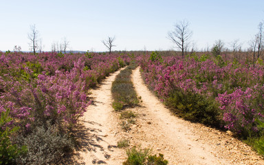 Camino de tierra entre Brezos