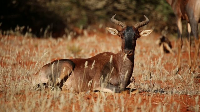 Tsessebe antelope ruminating while resting on the ground