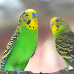 Obraz premium budgerigar