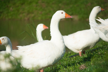 Goose in farm