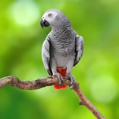 Fotobehang Papegaai Afrikaanse grijze papegaai
