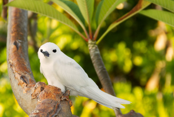 Tropical bird - Feiry Tern.