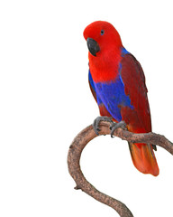 Beautiful red parrot