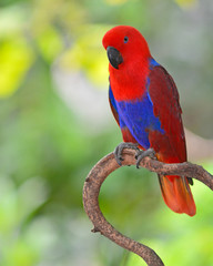 Beautiful red parrot