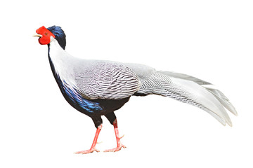 Obraz premium Male silver pheasant