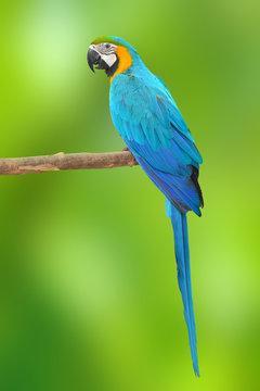 Fototapeta Blue and Gold Macaw aviary