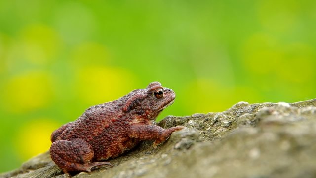 Toad frog on a wooden bark and green background