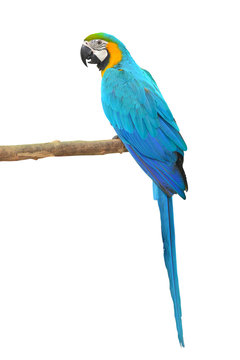 Fototapeta Blue and Gold Macaw aviary