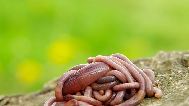 Earthworms on a wooden bark and green background