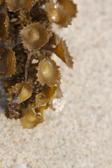 green anemones on the beach.