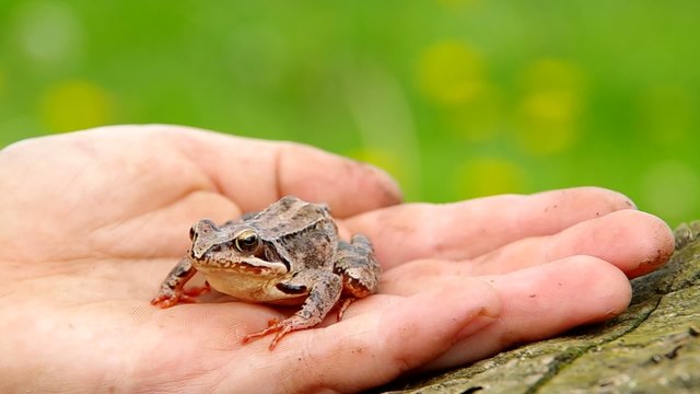 Edible Frog in hand