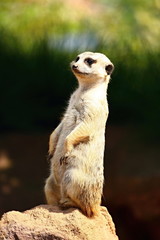 Meerkat