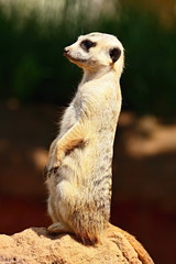 Meerkat