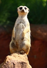 Meerkat