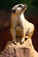 Meerkat
