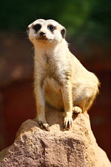 Meerkat