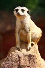 Meerkat