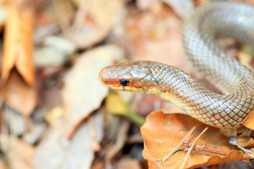 Japanese Forest Ratsnake (Elaphe conspicillata) in Japan