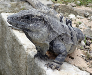 big lizard portrait