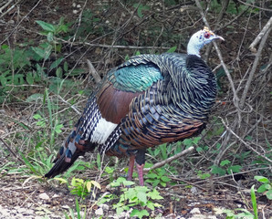 Wild turkey