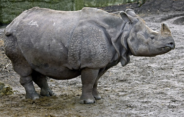 Naklejka premium Great indian rhinoceros