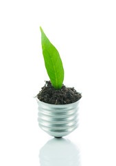 Green plant new life on lamp out of a bulb, green energy concept