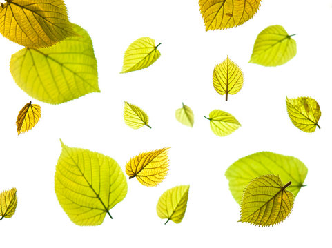 an arrangment of layers of spring leaves