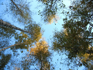 Obraz premium blue sky and trees