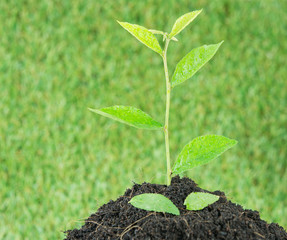 Young small new life green plant