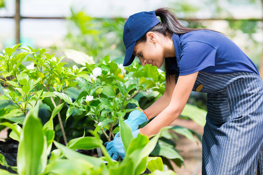 female nursery worker working in greenhouse