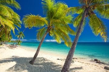 Obraz na płótnie Canvas Deserted beach with coconut palm trees on Fiji