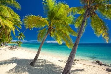 Poster Deserted beach with coconut palm trees on Fiji © Martin Valigursky