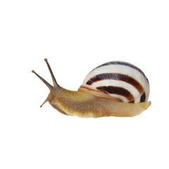 Striped snail isolated on white, vineyard snail