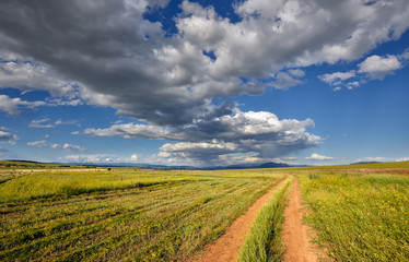 Fototapeta na wymiar Wheat field in Macedonia