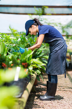 female gardener working in greenhouse