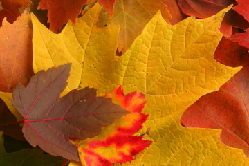 Autumn Leaves