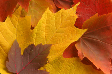 Autumn Leaves