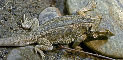 Bearded dragon