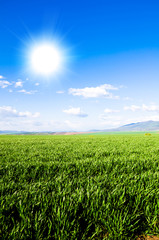 green field background