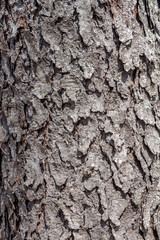 Bark