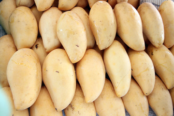 Ripe yellow mangoes in the fruit market.