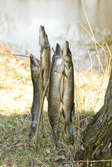 Four pike