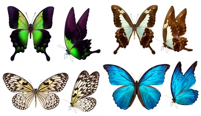 Stickers fenêtre Papillon beautiful butterfly isolated on white