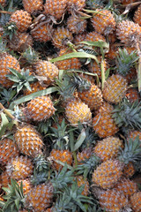 stack of many ripe pineapple in the fruit market.