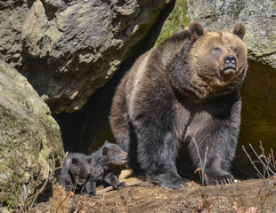 Obraz premium brown bear - female