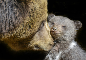 little brown bear and his mother