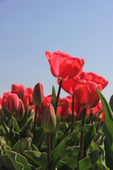 Pink tulips growing on a fiield