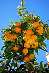 Ripe Seville oranges on tree, Seville © Arena Photo UK