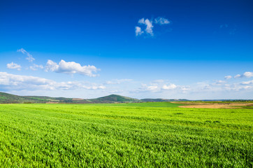 Obraz premium green field background
