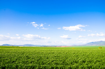 green field background